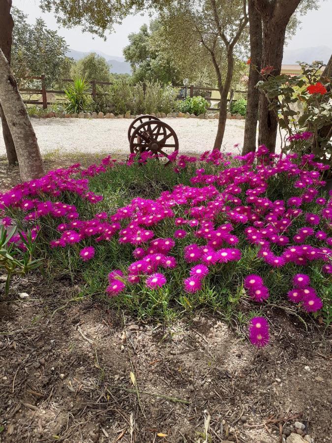 مبيت وإفطار دورغالي Agriturismo Pira Pinta المظهر الخارجي الصورة