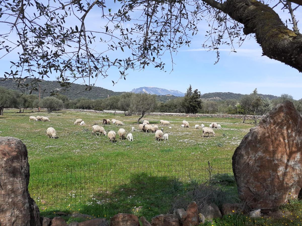 مبيت وإفطار دورغالي Agriturismo Pira Pinta المظهر الخارجي الصورة