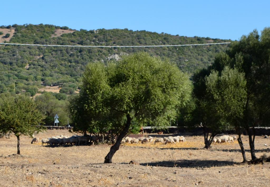 مبيت وإفطار دورغالي Agriturismo Pira Pinta الغرفة الصورة