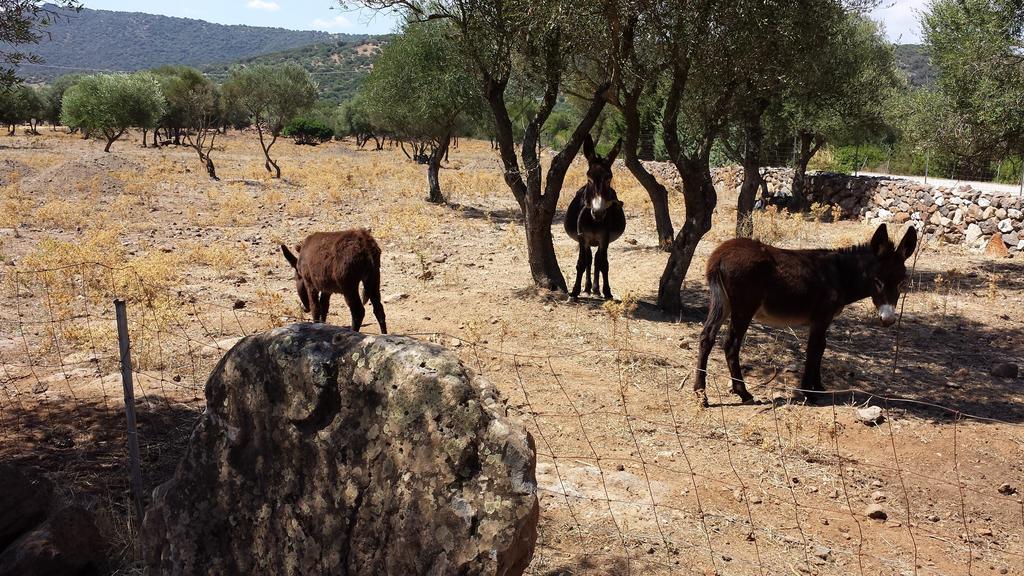 مبيت وإفطار دورغالي Agriturismo Pira Pinta المظهر الخارجي الصورة